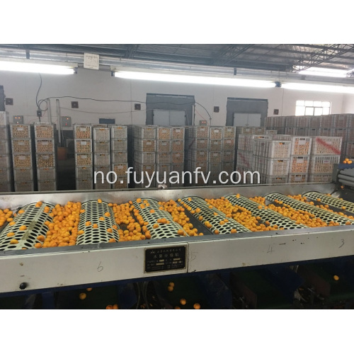 Hot Selling i Bangladesh Market Baby Mandarin